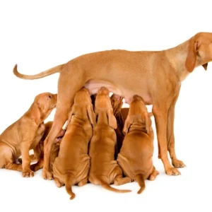 Reproductive Dogs